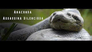 Anaconda Assassina Silenciosa [upl. by Furlong181]