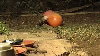 Opossum Licks Peanut Butter Off Giant Balls Nov 01 2024 G Rated [upl. by Annasus684]