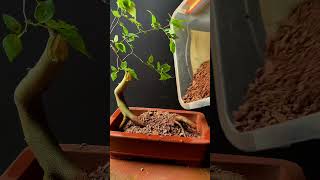 Bonsai Trees For Beginners [upl. by Rachael]