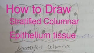 How to draw stratified columnar epithelium tissue very easily [upl. by Norty837]