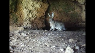 NATURA VIDEOTRAPPOLA EP3 COSA SUCCEDE DENTRO LA TANA DEL CONIGLIO SELVATICO THE RABBIT HOUSE [upl. by Otxilac]