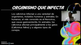 Tarea 2 Diversidad MicrobianaCalinavirus [upl. by Ennair81]