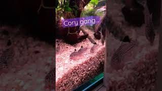 Corydoras Julii gang terrorizes my tank  shorts [upl. by Cadmarr368]