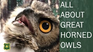 All About Great Horned Owls Discover Why They are the Alpha Predator of the Forest [upl. by Aset]