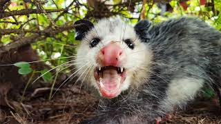 Top 7 Amazing Opossum Facts [upl. by Nywra113]