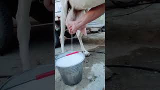 Goat Milk Collecting goat goatmilk goatmilk [upl. by Amairam]