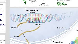 IB DP Biology SL review of Protein Synthesis [upl. by Lonna]