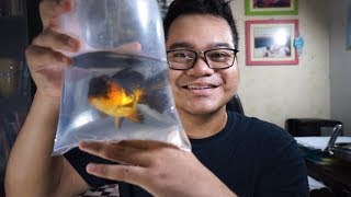 UNBOXING MASKOKI ORANDA THAILAND KW WKWK [upl. by Nyliak]