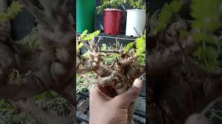 BOSWELLIA NEGLETA SPECIE naturelovers caudexplants bonsaitree naturephotography viralvideo [upl. by Nhojleahcim]