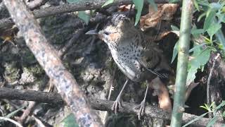 Rufous chinned Laughingthrush preening with home sounds [upl. by Eedak]