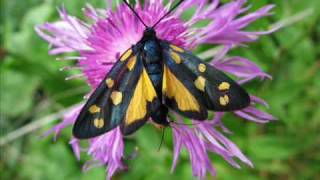 Zygaena transalpina tilaventa mit gelber abflava Eine Fotoschau von Karin und Wolfgang Schmökel [upl. by Nolana355]