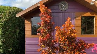 Growing the beautiful Coprosma Pina Colada in the cool UK climate evergreen shrubs garden uk [upl. by Asiulairam]