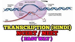 TRANSCRIPTION IN HINDI EASY WAY NCERTNEET [upl. by Kcirdla]