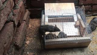 Diy Mouse trap  Good Idea Mouse Trap 🐀 Trapped Mice with Electric Rat trap 2019 [upl. by Trever]