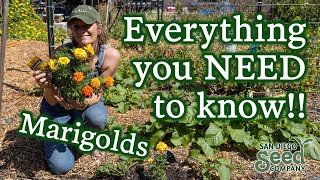 Marigold Flowers 101 Planting Care amp Harvesting for These Beautiful Beneficial Pollinators [upl. by Courcy]