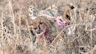 Family of Cheetahs On A Kill [upl. by Demetre826]