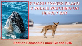 Kgari  Fraser Island and Whale Watching on Hervey Bay with Panasonic Lumix GH6 and G9 [upl. by Pouncey568]