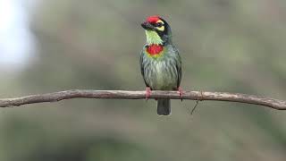 Coppersmith Barbet call [upl. by Annoyk]