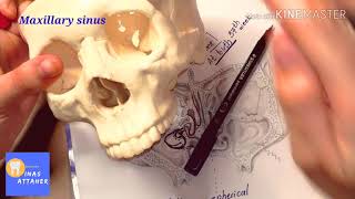 Maxillary sinus part 1 development anatomy and histology [upl. by Ennirroc]