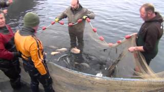 Premium Carp Fishing  Netting a Stock Pond [upl. by Ob]