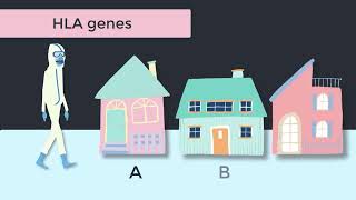 HLA Genes amp Molecular Typing Immunology Tutorial [upl. by Azila]