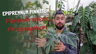 How to get Epipremnum Pinnatum fenestrations  Propagating fenestrated cuttings [upl. by Ytirahc]