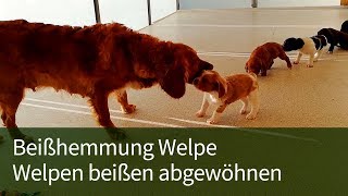 Beißhemmung Welpe ► Welpe beißt ► Welpen beißen abgewöhnen [upl. by Atnima409]