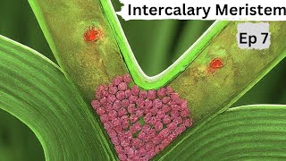 Ep 7  Intercalary Meristem  Tissues [upl. by Swaine]