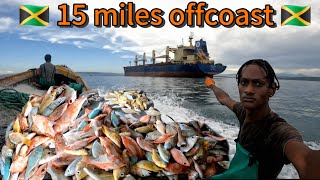 🇯🇲HogfishSnappersParrot fishyellow jackCatch amp SellComercial Netfishing 15 miles offcoast🇯🇲💯 [upl. by Medin]