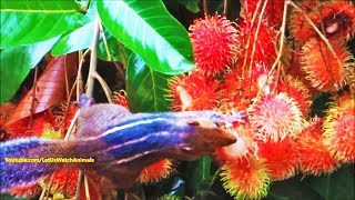 Squirrel plucking and eating fruits [upl. by Anni]