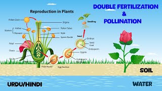 Double Fertilization and Pollination In UrduHindi For Kids With Animation [upl. by Johannah]