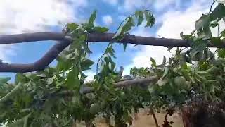 PASSIONFRUIT IN AYATIIN FARM [upl. by Marylynne]