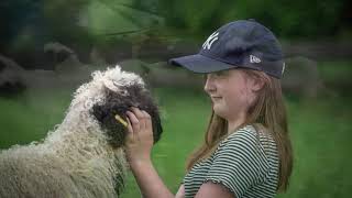 Valais Blacknose Sheep Tour [upl. by Suter863]