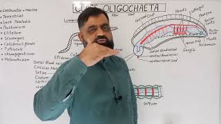 Class Oligochaeta UrduHindi medium profmasoodfuzail Structure of Earthworm  Phylum Annelida [upl. by Ydaf]