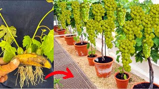 Grapes With Banana How To Grow Grapes Vine Fast in Banana Fruit To Get A Lot Of Grapes Fruits [upl. by Macmullin]