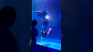 mermaid fish fishtank borivali aquarium reels shorts [upl. by Mulac]