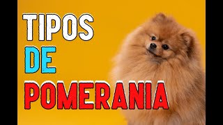 🐶 Descubre los Diferentes TIPOS de POMERANIA [upl. by Adeuga]