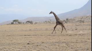 Giraffe Running [upl. by Nets994]