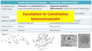 Constitutive Vs Facultative heterochromatin [upl. by Thalia]