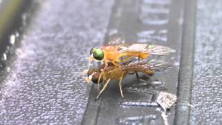 Hover fly mating ritual possibly postcoital [upl. by Lewiss807]