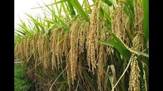 SUCCESSFUL STORY OF A FARMER IN PADDY RICE ACRE PADDY RICE75 BAGS TECHNIQUES PADDY VigneshTV [upl. by Naaitsirhc]