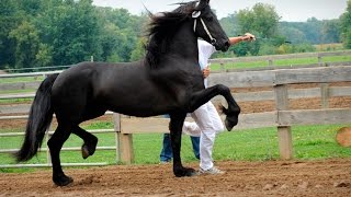 Friesian Horse Keurings  be there [upl. by Ahsoik]