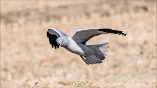 Male Northern Harrier s scouting flight잿빛개구리매 수컷의 정찰 비행 No5 [upl. by Attaynek179]