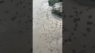 Millions of Lugworm piles at Climping beach UK [upl. by Sarita]