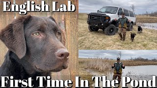 English Labrador Retriever Puppy  First Time Swimming In A Pond [upl. by Revell]