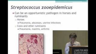 Chapter 1  Streptococcus zooepidemicus  An emerging Pathogen in Shelters [upl. by Tacy]