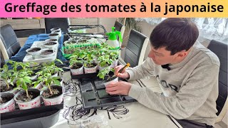 Greffage des tomates à la japonaise [upl. by Ijies]