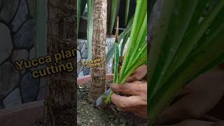 Easy tips to grow Yucca plant from cutting yucca shorts [upl. by Suivat]