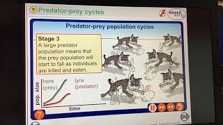 KS4GCSEBIOLOGYEcologyPredtor prey population graphs [upl. by Heater]