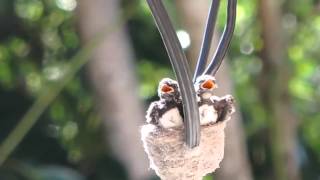 Australian Willie Wagtail birds growing up  from eggs to fledglings [upl. by Otiragram]